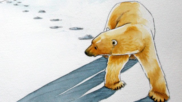 Bears walking