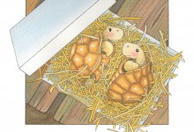 Tortoises