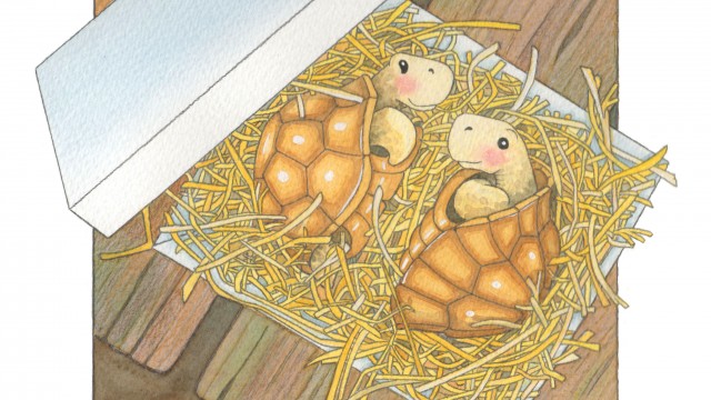 Tortoises